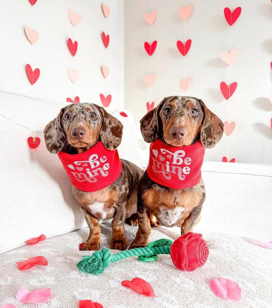 Handmade Be Mine Polar Fleece Dog Snood – Personalised Option